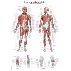 Anatomic Wall Charts (in German) the nervous system