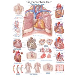 Erler Zimmer Anatomische Lehrtafel Das menschliche Herz