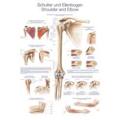 Erler Zimmer Anatomisk undervisningstavle Nervesystemet