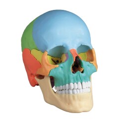 Erler Zimmer Skeletmodel "Osteopathie-Schädelmodell", 22-teilig
