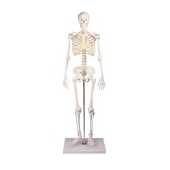 Erler Zimmer Skeletmodel "Miniatur-Skelett Tom"