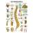 Anatomic Wall Charts (in German) The spinal cord