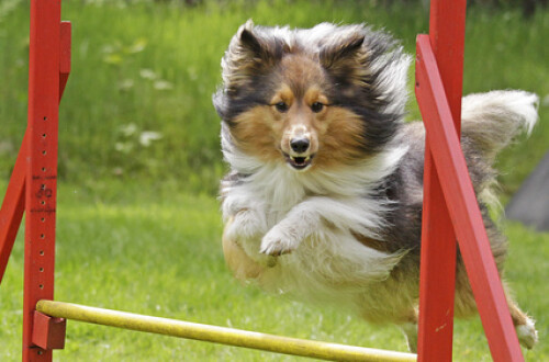 Sheltie beim Agility-Training